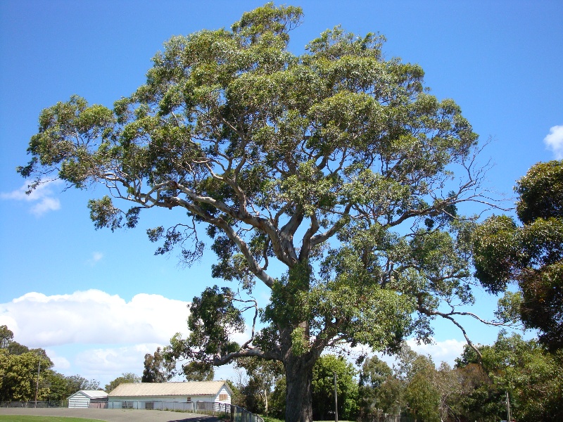 T11146 Eucalyptus camaldulensis