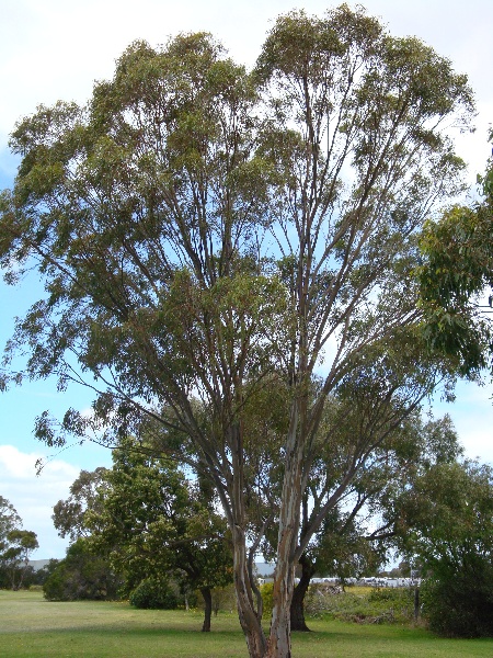 T11147 Eucalyptus pauciflora subsp. pauciflora