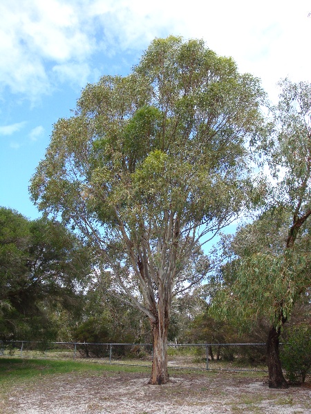 T11147 Eucalyptus pauciflora subsp. pauciflora