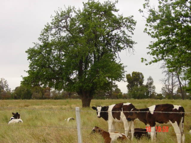 T11090 Pyrus communis