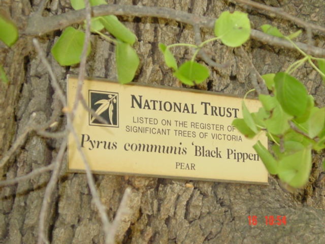 T11090 Pyrus communis