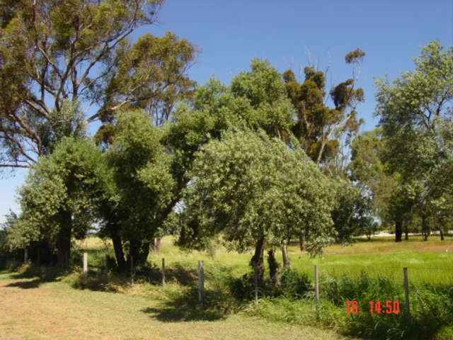 T11117 Olea europaea subsp. europaea Mount Helen