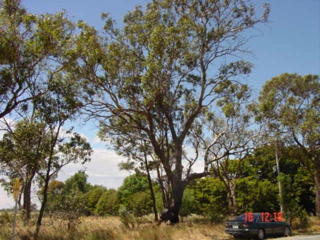 T11118 Eucalyptus microcarpa Shepparton
