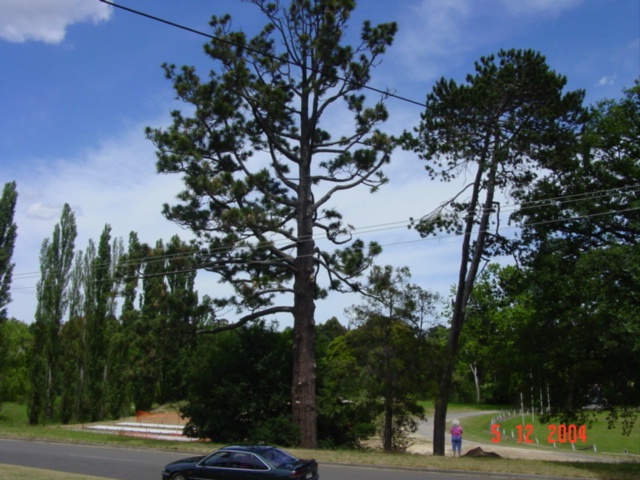 T11520 Pinus jeffreyi