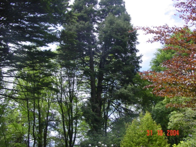 T11523 Abies pinsapo