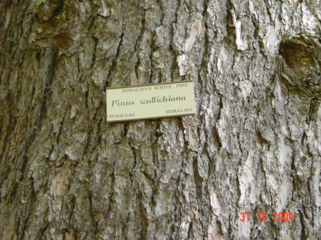 T11525 Pinus wallichiana