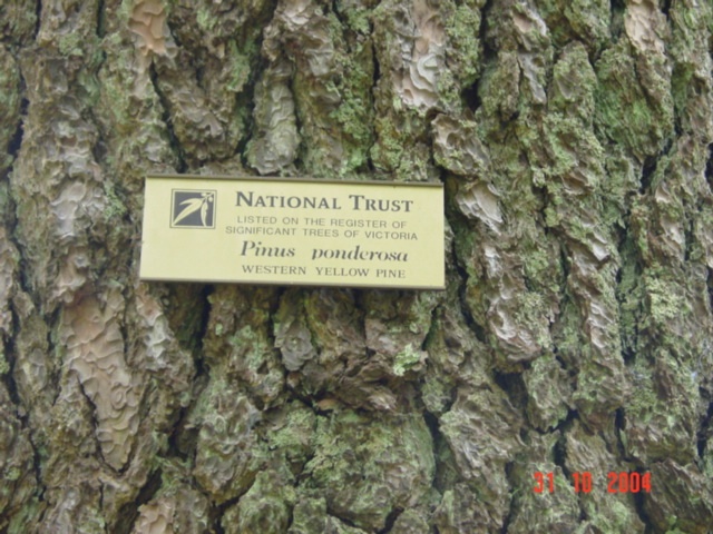 T11526 Pinus ponderosa