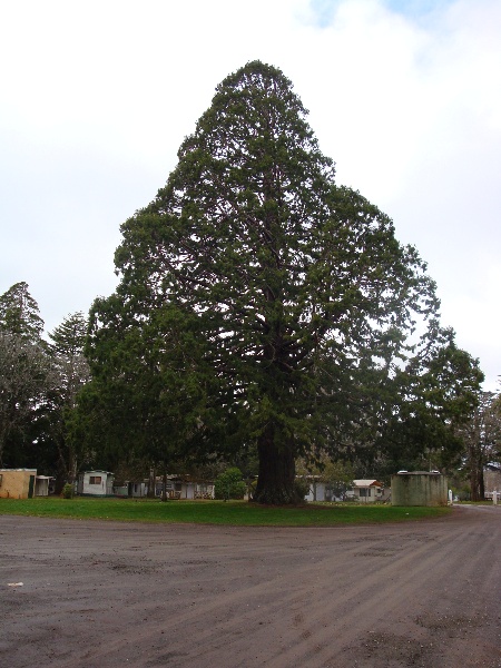 T11531 Sequoiadendron giganteum