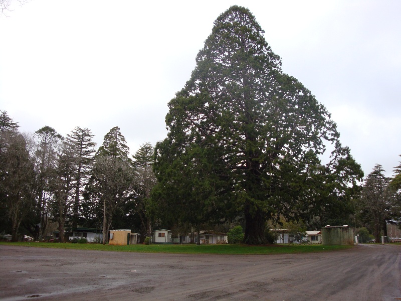 T11531 Sequoiadendron giganteum