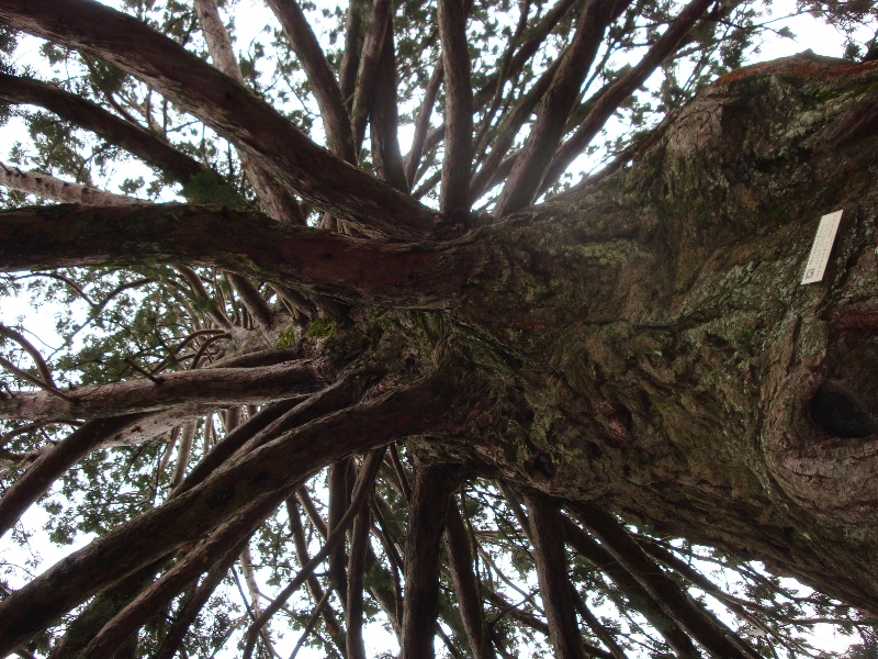 T11531 Sequoiadendron giganteum