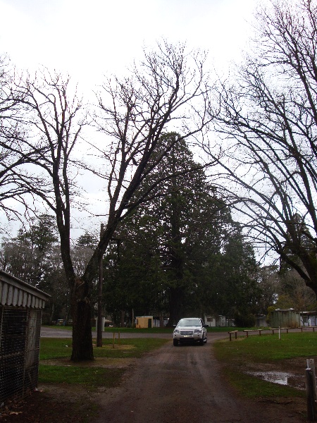 T11531 Sequoiadendron giganteum