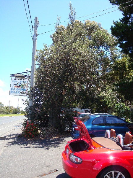T11144 Banksia marginata