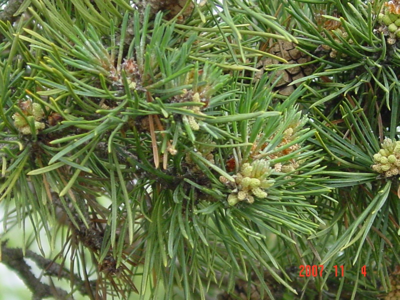 T11196 Pinus sylvestris