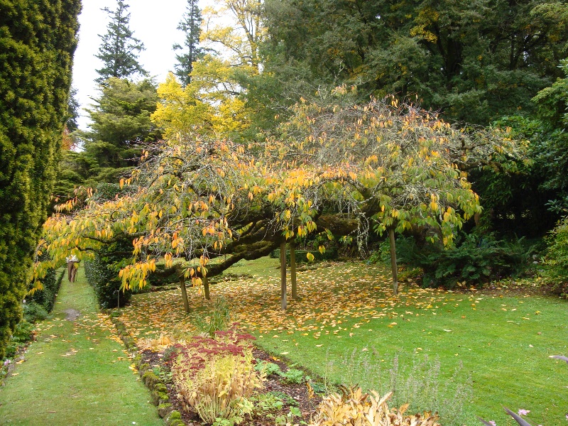 T11652 Prunus serrulata 'shirotae' Mt Macedon