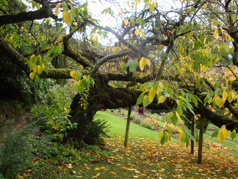 T11652 Prunus serrulata 'shirotae' Mt Macedon