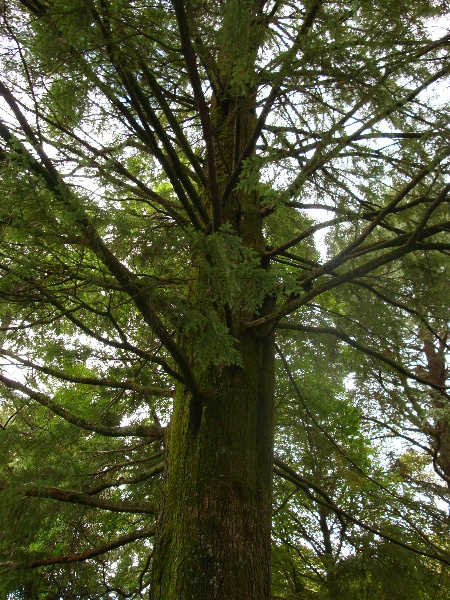 T11660 Tsuga canadensis Mt Macedon