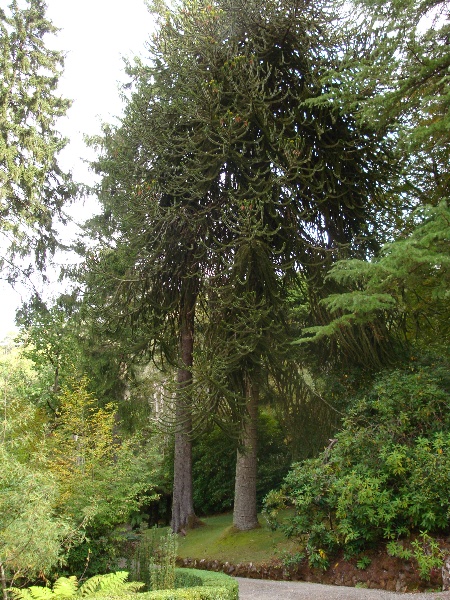 T11661 Araucaraia araucana Mt Macedon