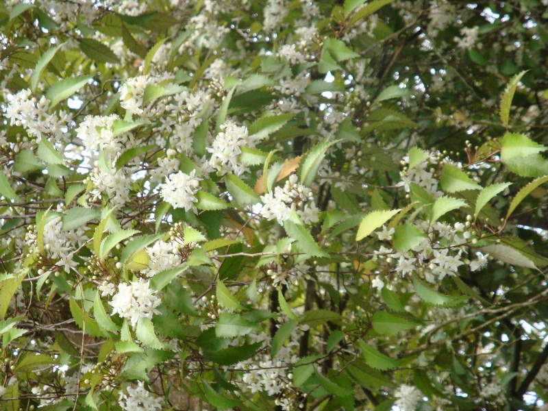 T11662 Hoheria populnea Mt Macedon