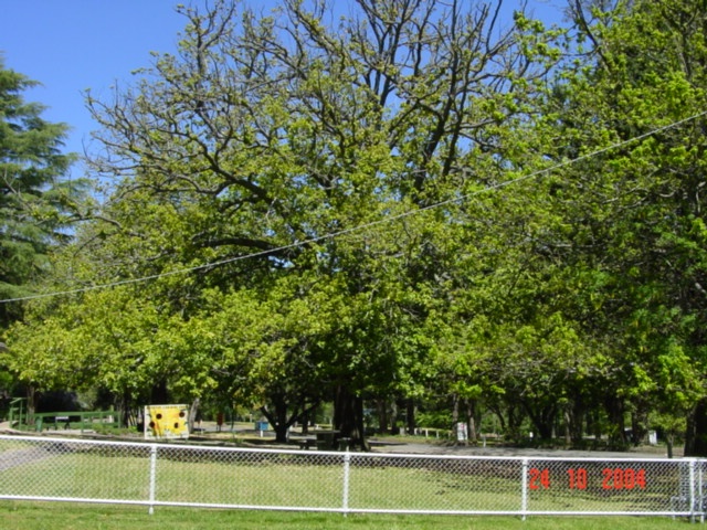 T11780 Quercus canariensis