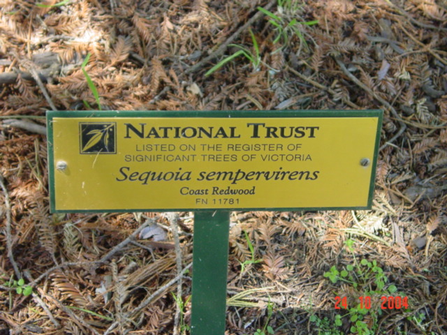 T11781 Sequoia sempervirens