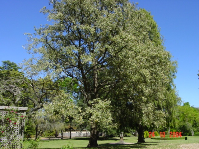 T11785 Quercus leucotrichophora