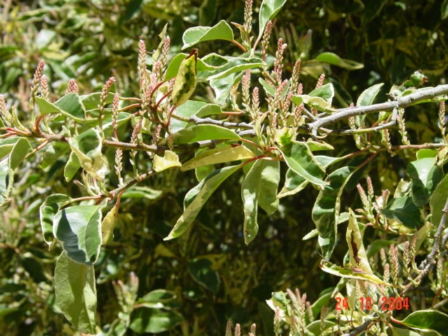 T11786 Prunus lusitanica variegata
