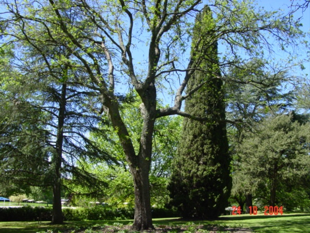 T11787 Quercus macrocarpa var. oliviformis