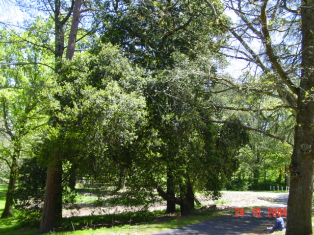 T11788 Quercus agrifolia