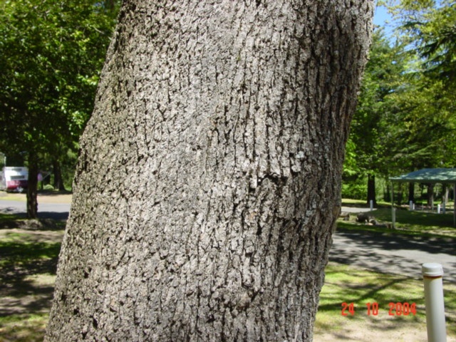 T11790 Quercus douglasii