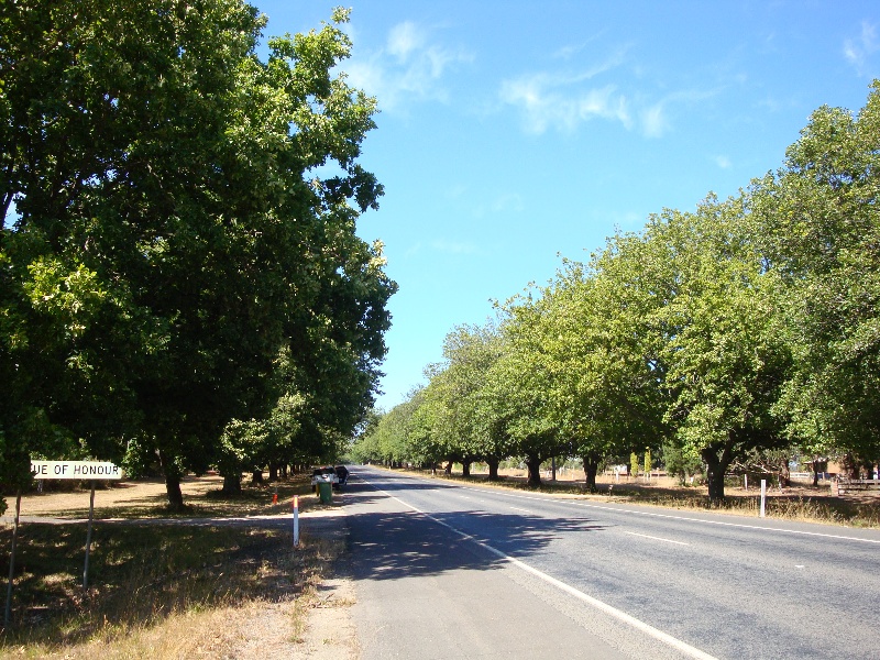 T12001 Quercus robur