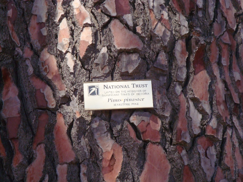 T12004 Pinus pinaster