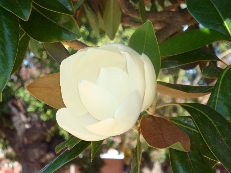 T12095 Magnolia grandiflora