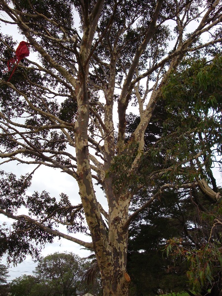 T11574 Angophora hispida