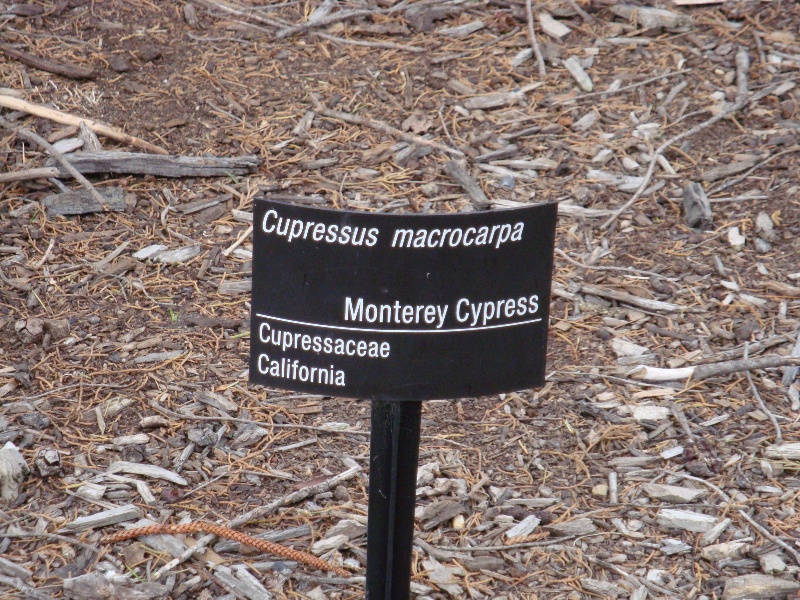 T11848 Cupressus macrocarpa