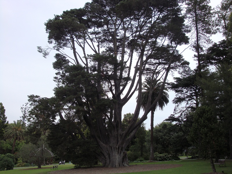 T11848 Cupressus macrocarpa