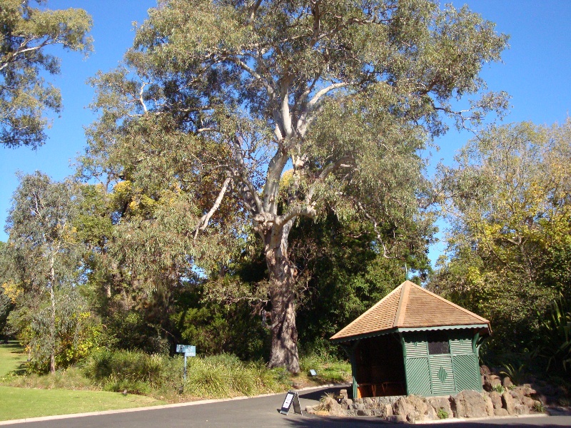 T11852 Eucalyptus camaldulensis