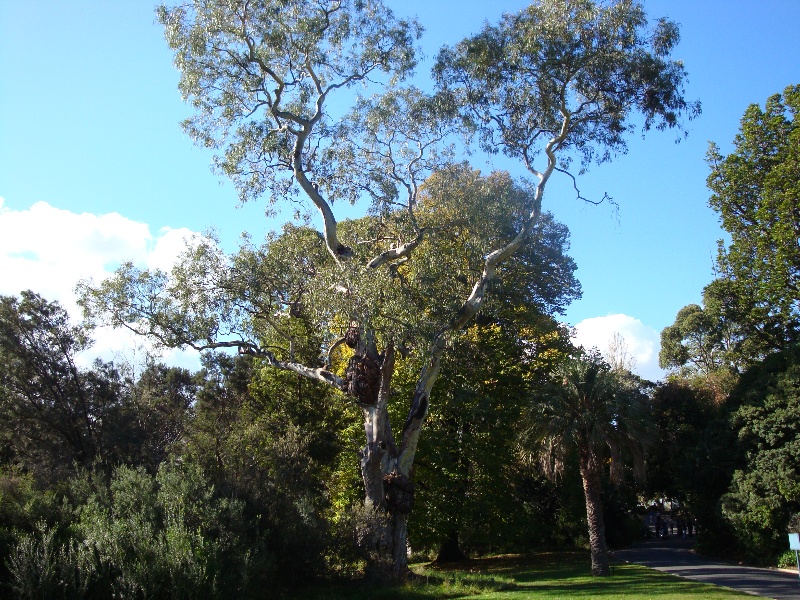 T11853 Eucalyptus camaldulensis