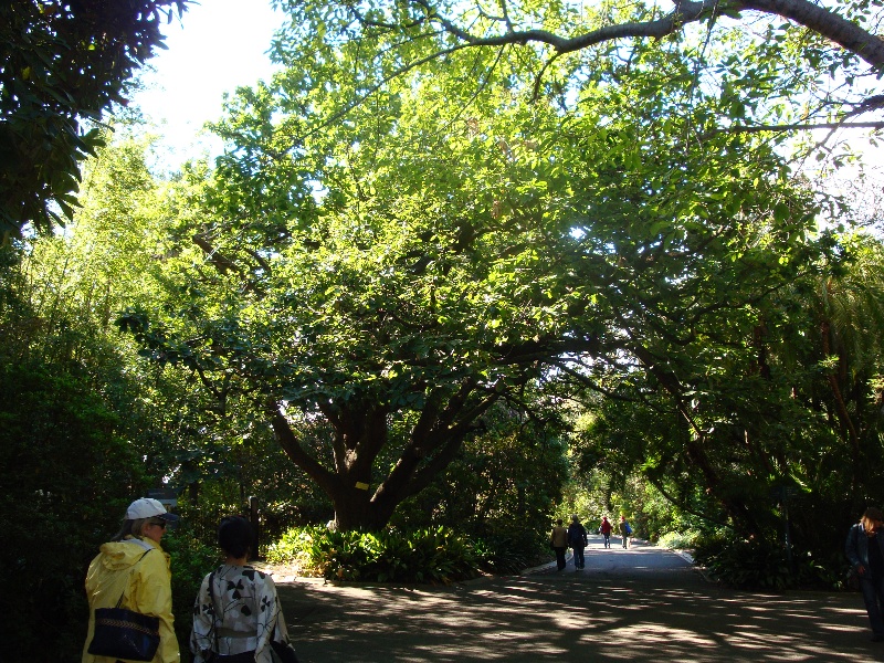 T11868 Quercus canariensis