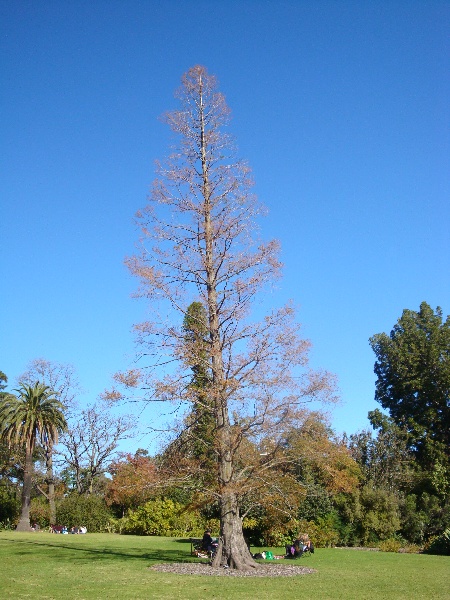 T11869 Metasequoia glyptostroboides