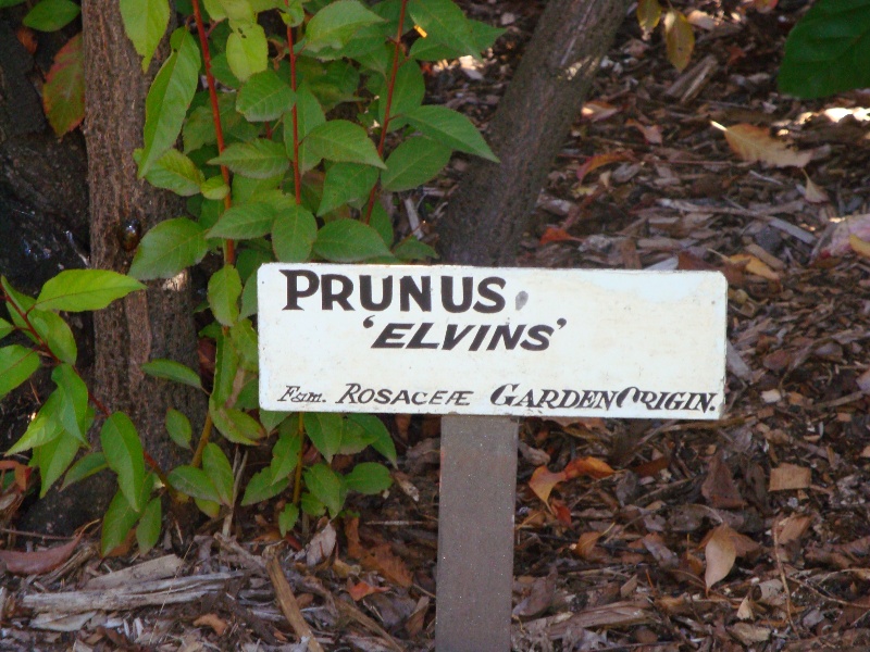 T11873 Prunus 'Elvins'