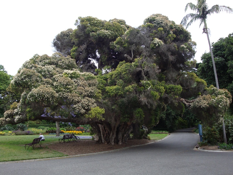 T11912 Melaleuca linarifolia