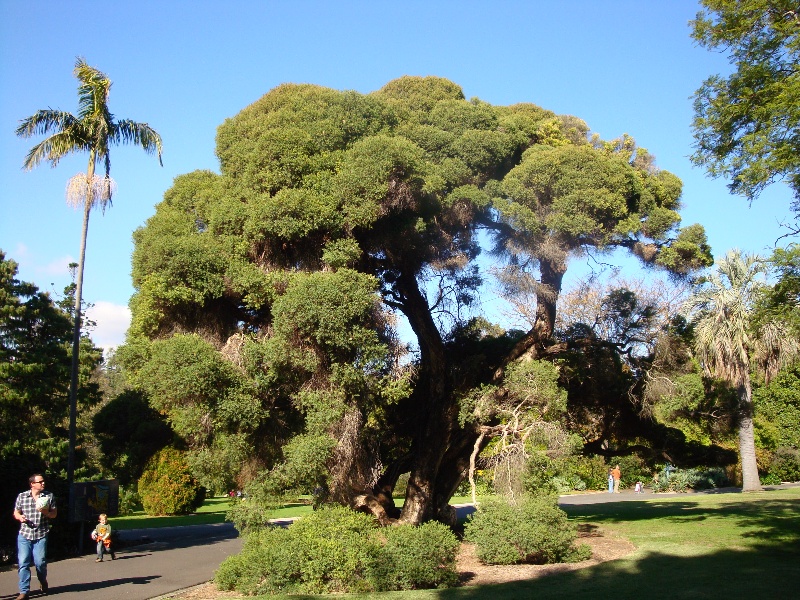 T11912 Melaleuca linarifolia