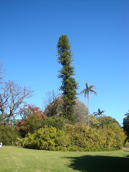 T11913 Araucaria columnaris