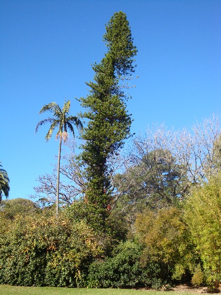 T11913 Araucaria columnaris