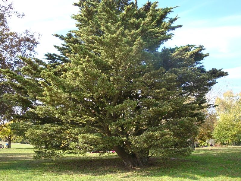 T11570 Hesperocyparis macrocarpa hodgnisii