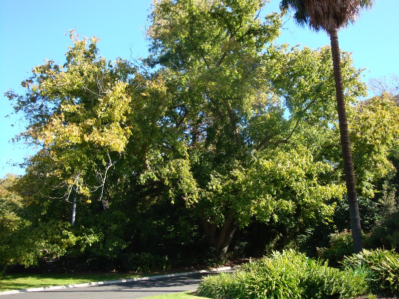 T11915 Zelkova serrata