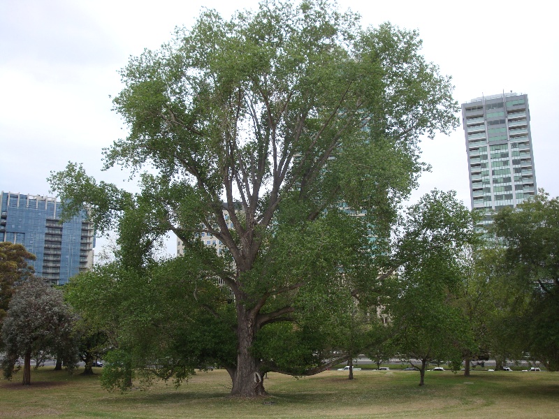 T11916 Populus x canadensis ''Aurea''