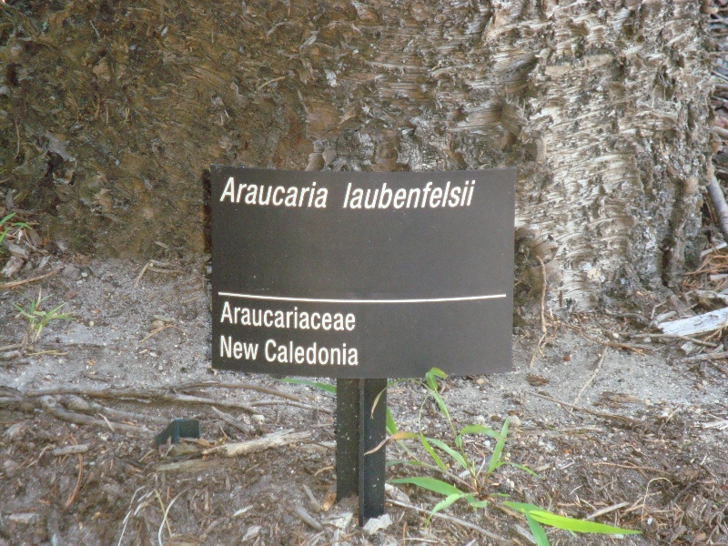 T11918 Araucaria laubenfelsii