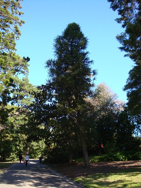 T11918 Araucaria laubenfelsii