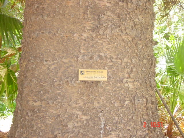T11935 Araucaria heterophylla
